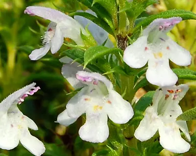 Blüte Bergbohnenkraut